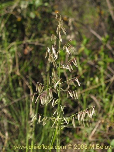 Bild von Melica sp. #1517 (). Klicken Sie, um den Ausschnitt zu vergrössern.