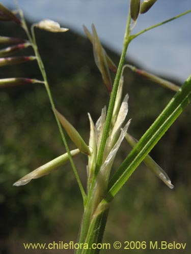 Image of Melica sp. #1517 (). Click to enlarge parts of image.