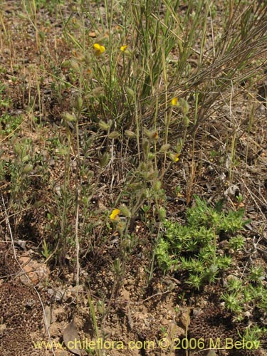 Bild von Adesmia sp. #1623 (). Klicken Sie, um den Ausschnitt zu vergrössern.