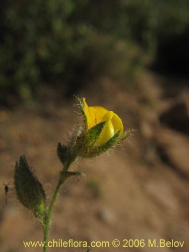 Adesmia sp. #1623の写真