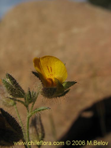 Imágen de Adesmia sp. #1623 (). Haga un clic para aumentar parte de imágen.