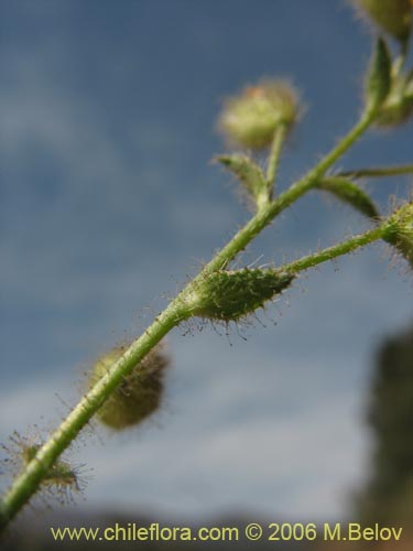 Image of Adesmia sp. #1623 (). Click to enlarge parts of image.