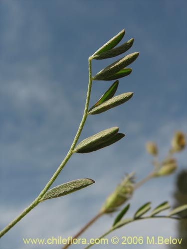 Image of Adesmia sp. #1623 (). Click to enlarge parts of image.