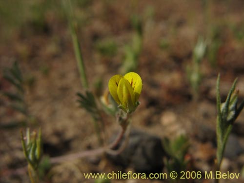 Image of Adesmia sp. #1624 (). Click to enlarge parts of image.