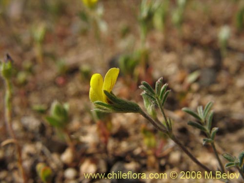 Bild von Adesmia sp. #1624 (). Klicken Sie, um den Ausschnitt zu vergrössern.