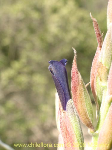 Фотография Puya coerulea (). Щелкните, чтобы увеличить вырез.