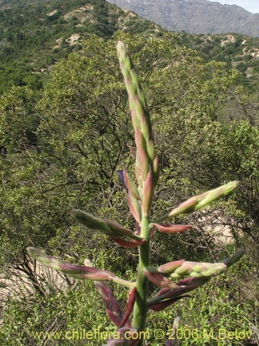 Image of Puya coerulea (). Click to enlarge parts of image.