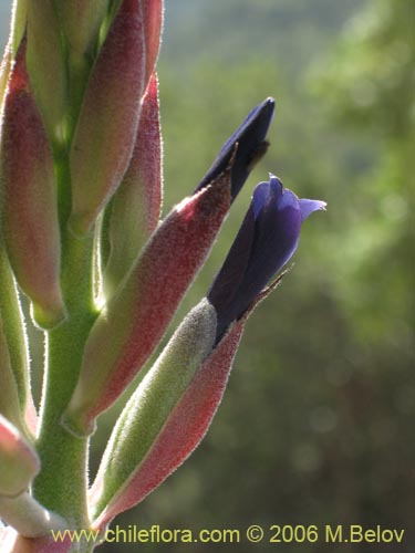 Bild von Puya coerulea (). Klicken Sie, um den Ausschnitt zu vergrössern.