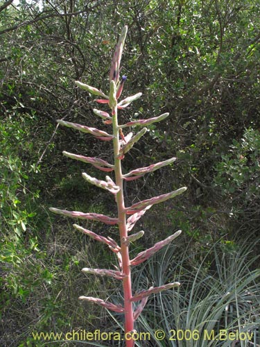 Image of Puya coerulea (). Click to enlarge parts of image.