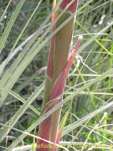 Bild von Puya coerulea (). Klicken Sie, um den Ausschnitt zu vergrössern.