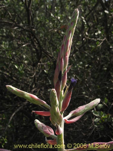 Imágen de Puya coerulea (). Haga un clic para aumentar parte de imágen.