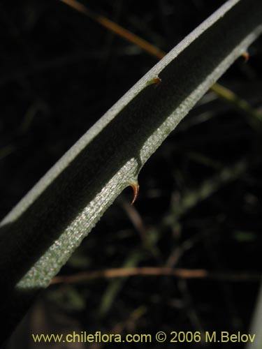 Image of Puya coerulea (). Click to enlarge parts of image.