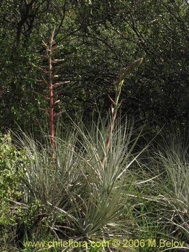 Image of Puya coerulea (). Click to enlarge parts of image.