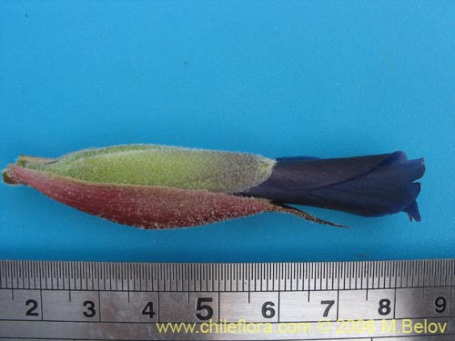 Image of Puya coerulea (). Click to enlarge parts of image.