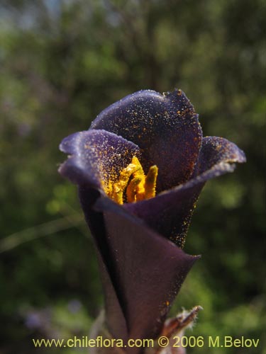 Imágen de Puya coerulea (). Haga un clic para aumentar parte de imágen.