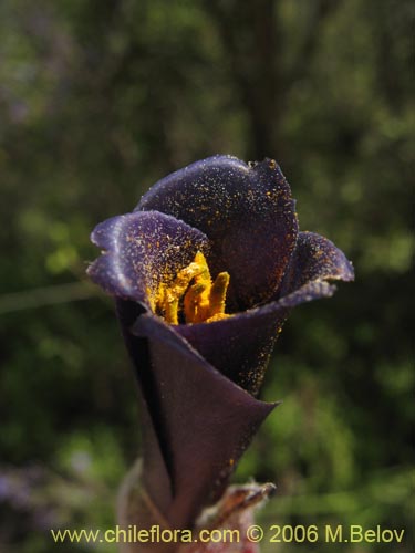 Bild von Puya coerulea (). Klicken Sie, um den Ausschnitt zu vergrössern.