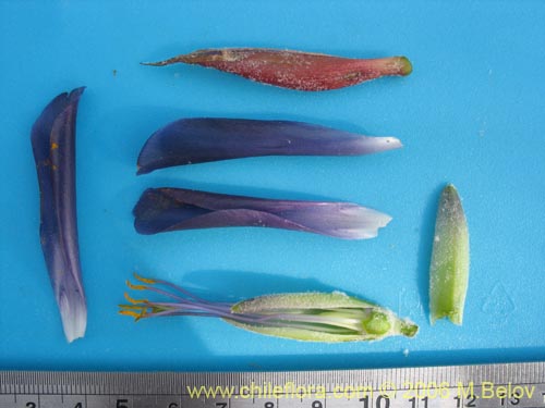 Image of Puya coerulea (). Click to enlarge parts of image.