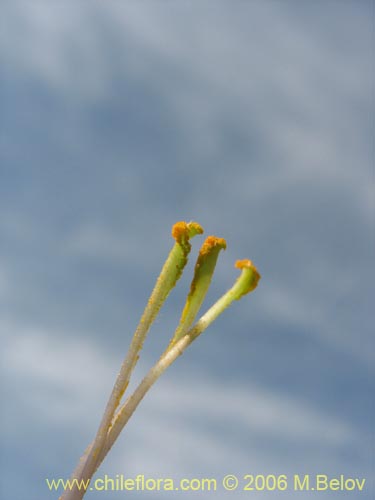 Bild von Puya coerulea (). Klicken Sie, um den Ausschnitt zu vergrössern.