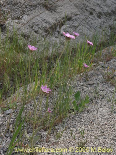 Leucheria sp. #1625의 사진