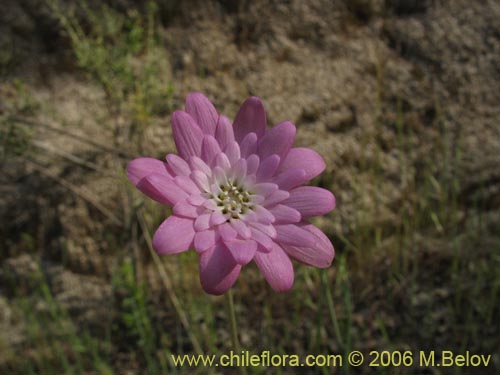 Imágen de Leucheria sp. #1625 (). Haga un clic para aumentar parte de imágen.