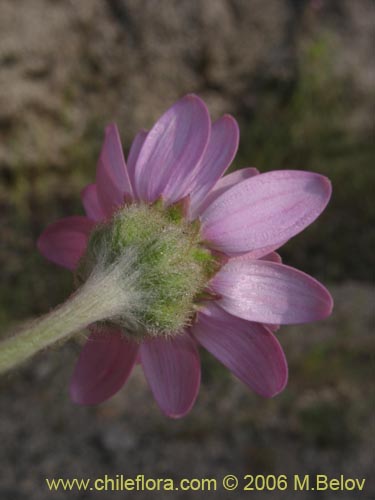 Imágen de Leucheria sp. #1625 (). Haga un clic para aumentar parte de imágen.