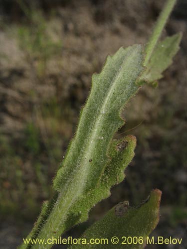 Imágen de Leucheria sp. #1625 (). Haga un clic para aumentar parte de imágen.