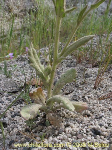 Image of Leucheria sp. #1625 (). Click to enlarge parts of image.