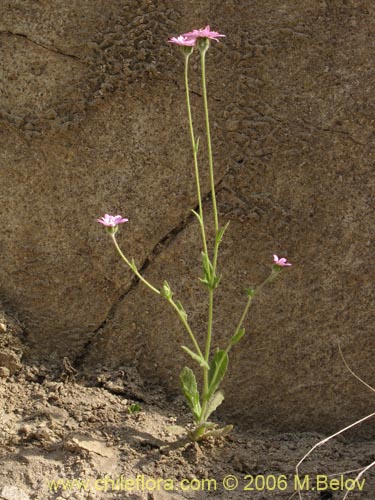 Image of Leucheria sp. #1625 (). Click to enlarge parts of image.