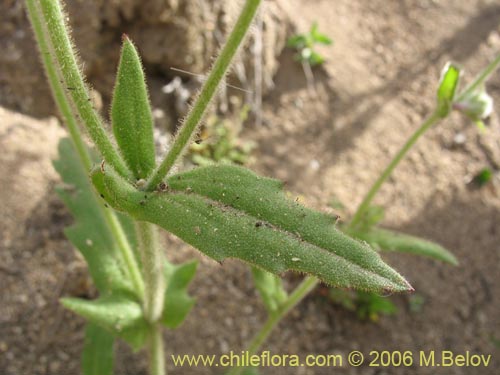 Imágen de Leucheria sp. #1625 (). Haga un clic para aumentar parte de imágen.