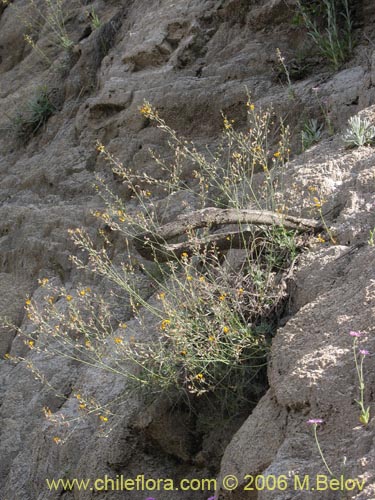 Imgen de Adesmia mucronata (). Haga un clic para aumentar parte de imgen.