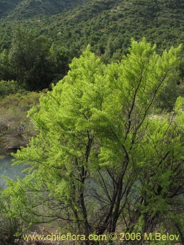 Image of Salix humboldtiana (Sauce amargo). Click to enlarge parts of image.