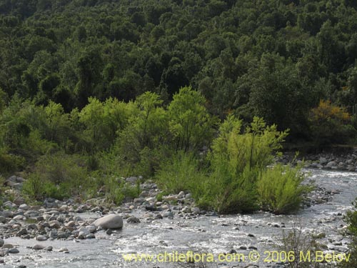 Image of Salix humboldtiana (Sauce amargo). Click to enlarge parts of image.