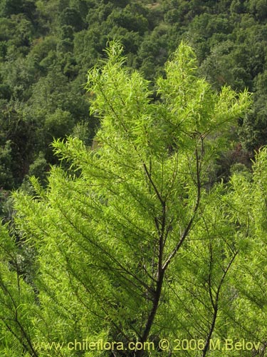 Image of Salix humboldtiana (Sauce amargo). Click to enlarge parts of image.