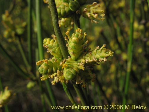 Ephedra chilensis的照片