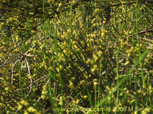Ephedra chilensisの写真
