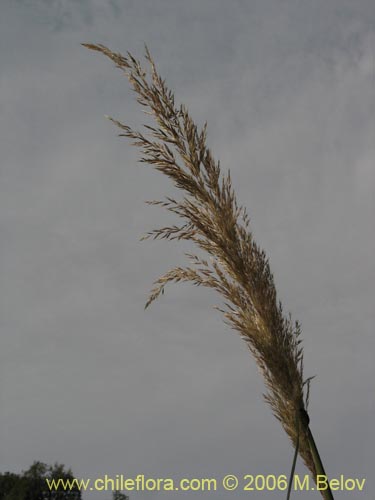 Imágen de Cortaderia rudiuscula (Cola de zorro). Haga un clic para aumentar parte de imágen.