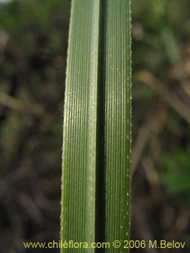 Imágen de Cortaderia rudiuscula (Cola de zorro). Haga un clic para aumentar parte de imágen.