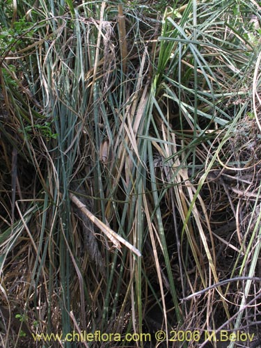 Imágen de Cortaderia rudiuscula (Cola de zorro). Haga un clic para aumentar parte de imágen.