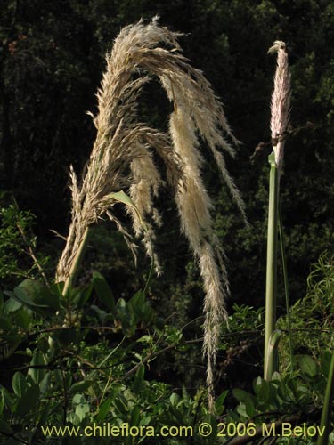 Image of Cortaderia rudiuscula (Cola de zorro). Click to enlarge parts of image.