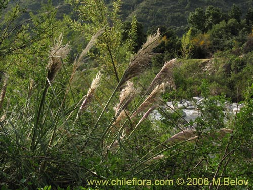 Imágen de Cortaderia rudiuscula (Cola de zorro). Haga un clic para aumentar parte de imágen.