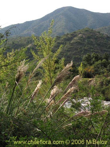 Cortaderia rudiusculaの写真