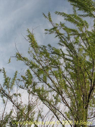 Image of Salix humboldtiana (Sauce amargo). Click to enlarge parts of image.