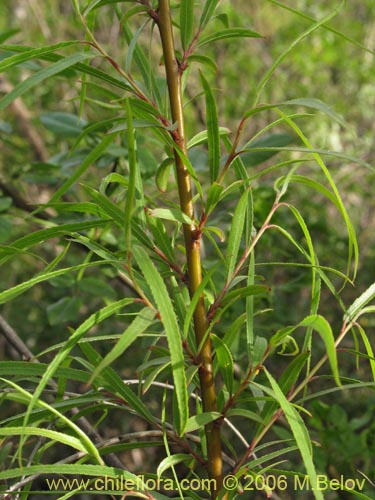 Bild von Salix humboldtiana (Sauce amargo). Klicken Sie, um den Ausschnitt zu vergrössern.