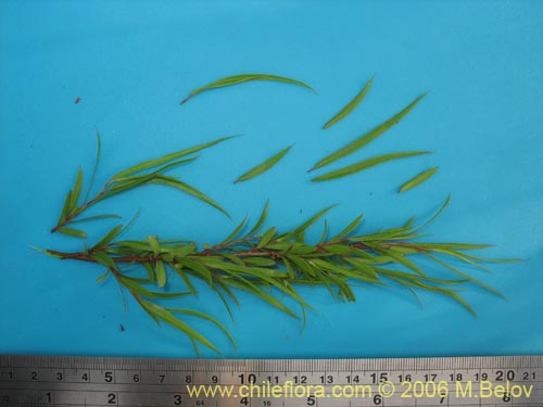 Фотография Salix humboldtiana (Sauce amargo). Щелкните, чтобы увеличить вырез.