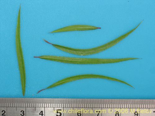 Salix humboldtiana的照片
