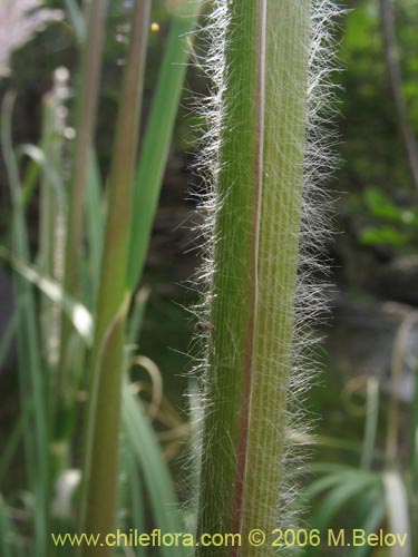 Imágen de Cortaderia rudiuscula (Cola de zorro). Haga un clic para aumentar parte de imágen.