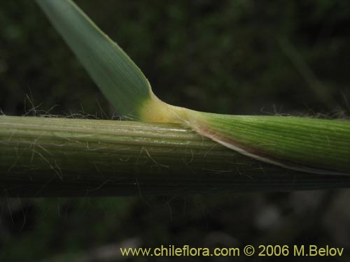 Imágen de Cortaderia rudiuscula (Cola de zorro). Haga un clic para aumentar parte de imágen.