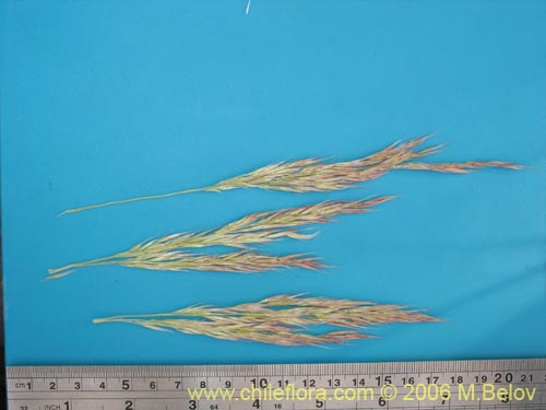 Cortaderia rudiusculaの写真