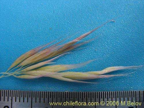 Cortaderia rudiuscula的照片