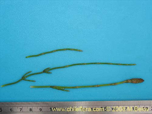 Image of Equisetum bogotense (Hierba del platero / Limpia plata / Hierba de la plata / Canutillo). Click to enlarge parts of image.